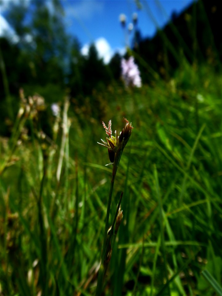 Juncus squarrosus L., 1753