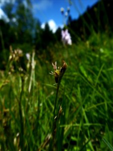 Juncus squarrosus L., 1753
