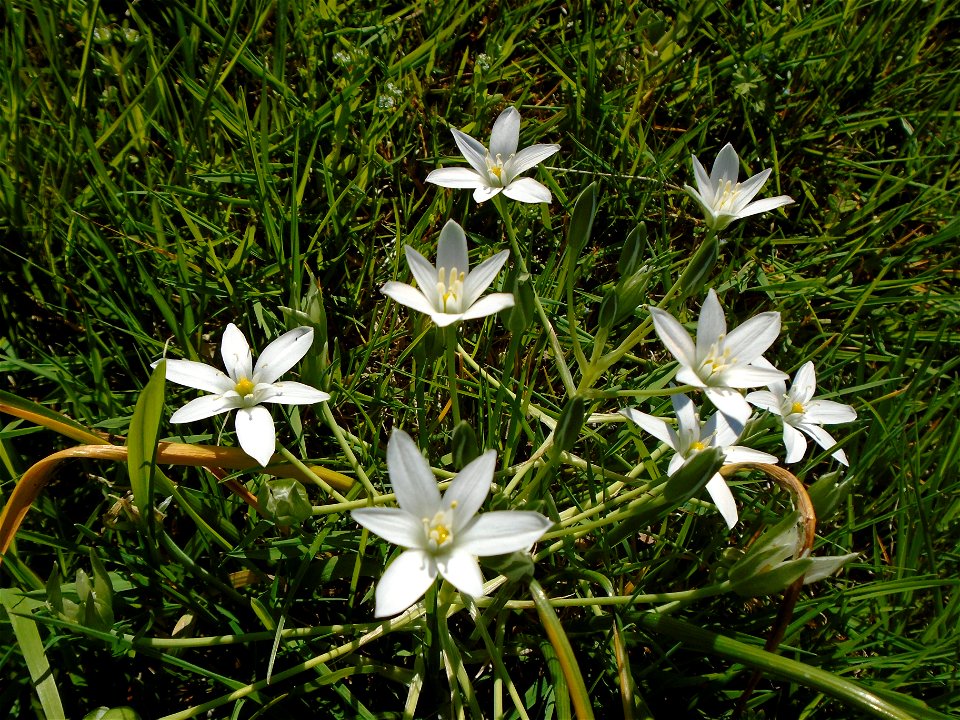 Ornithogalum umbellatum L., 1753