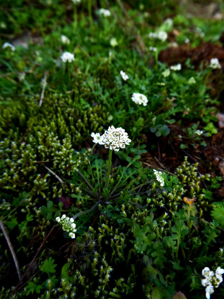 Teesdalia nudicaulis (L.) W.T.Aiton, 1812