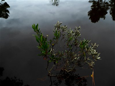 Myrica gale L., 1753