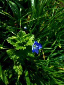 Veronica persica Poir., 1808