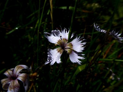 Dianthus hyssopifolius L., 1755