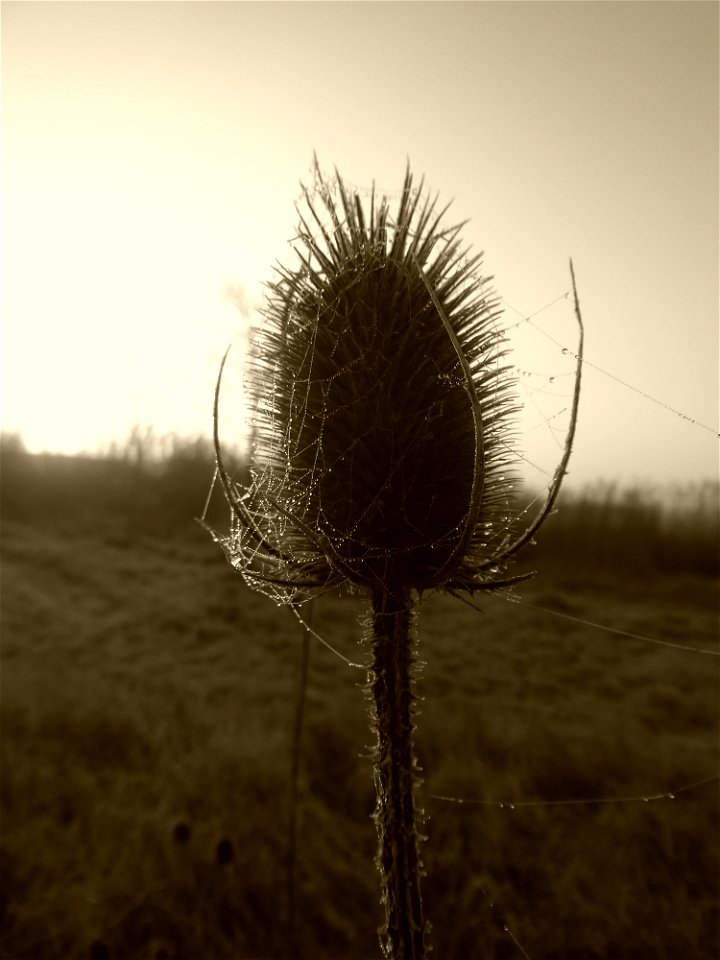 Dipsacus fullonum L., 1753