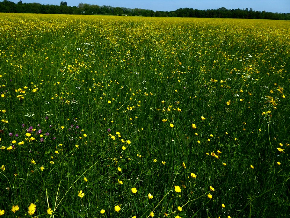 Ranunculus acris L., 1753