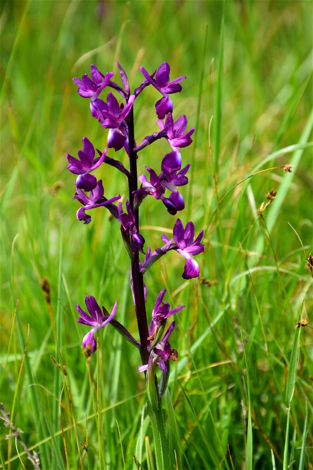 Anacamptis laxiflora (Lam.) R.M.Bateman, Pridgeon & M.W.Chase, 1997