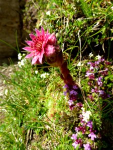 Sempervivum arachnoideum L., 1753