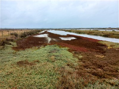 Marais salants, Ré