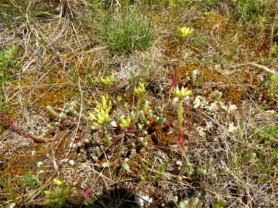 Sedum ochroleucum Chaix, 1785