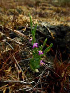 Schenkia spicata (L.) G.Mans., 2004