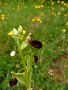 Ophrys passionis Sennen, 1926