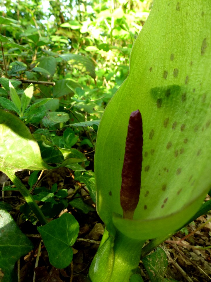 Arum maculatum L., 1753