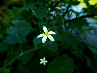 Lactuca muralis (L.) Gaertn., 1791