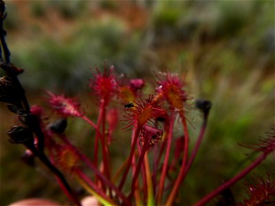 Drosera intermedia Hayne, 1798