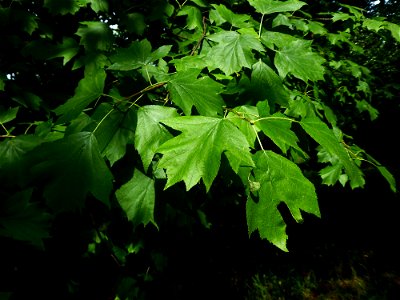 Sorbus torminalis (L.) Crantz, 1763
