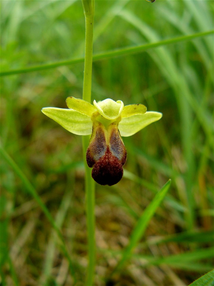 Ophrys funerea Viv., 1824
