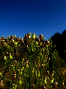 Erigeron canadensis L., 1753