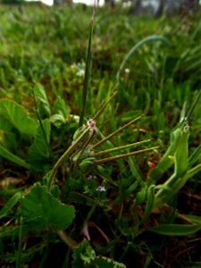 Erodium malacoides (L.) L'Hér., 1789