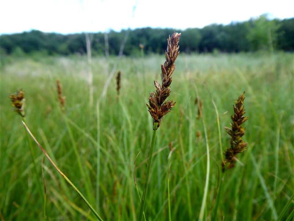 Carex disticha Huds., 1762