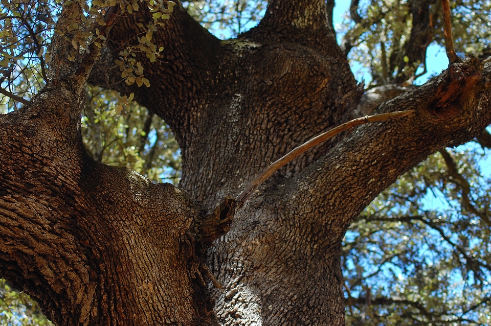Hug cork oak beautiful