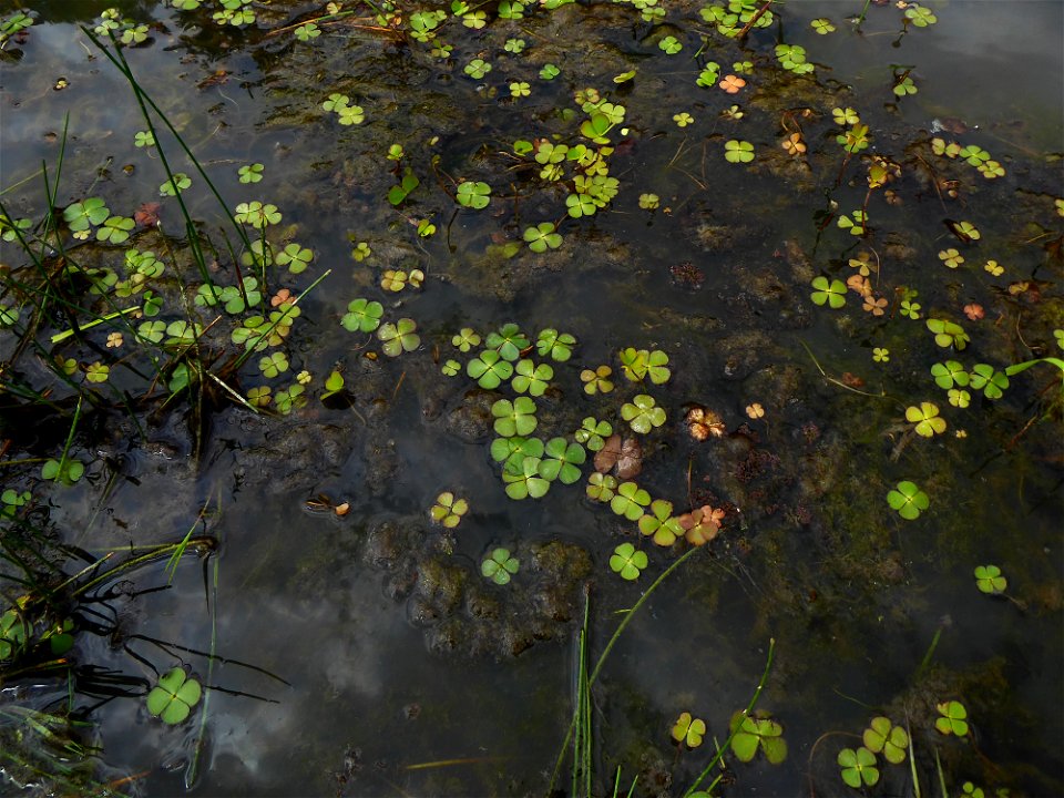 Marsilea quadrifolia L., 1753