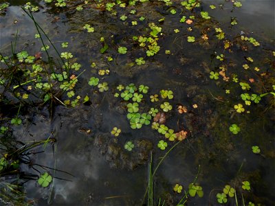 Marsilea quadrifolia L., 1753