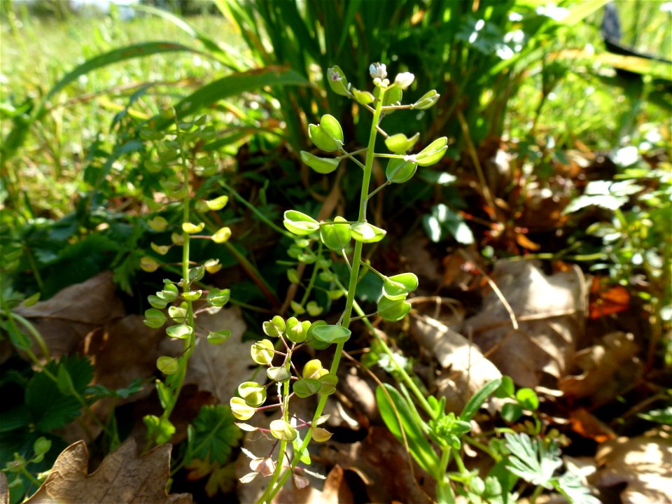 Microthlaspi perfoliatum (L.) F.K.Mey., 1973