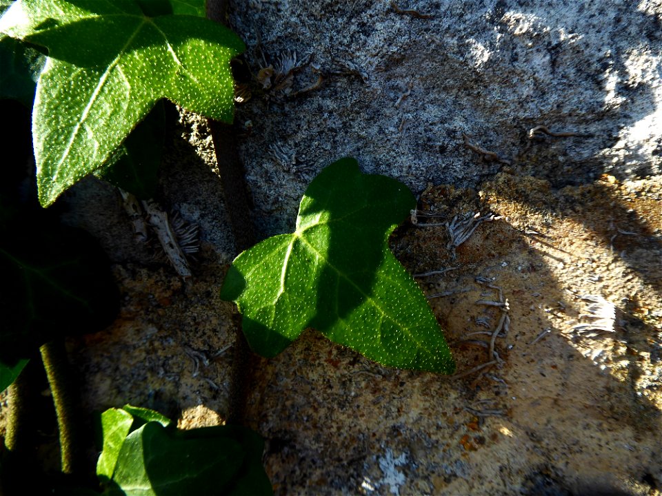 Hedera helix L., 1753