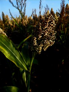 Sorghum Moench, 1794