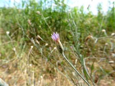 Xeranthemum cylindraceum Sm., 1813