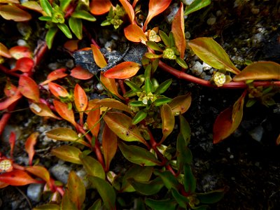 Ludwigia palustris (L.) Elliott, 1817