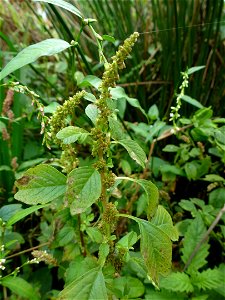 Amaranthus blitum L., 1753