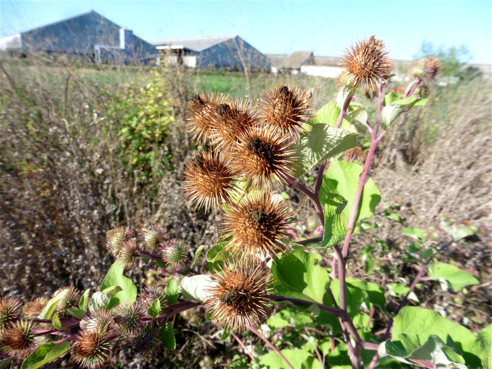 Arctium lappa L., 1753