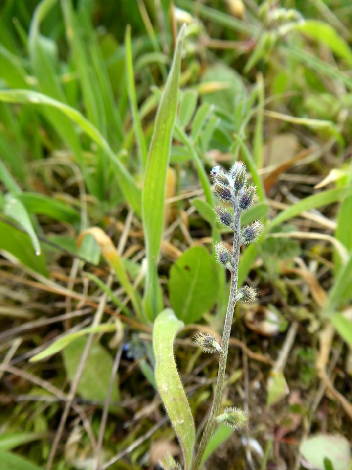 Myosotis ramosissima Rochel, 1814
