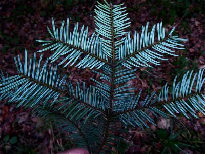 Abies grandis (Douglas ex D.Don) Lindl., 1833