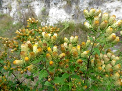 Inula conyzae (Greiss.) DC., 1836