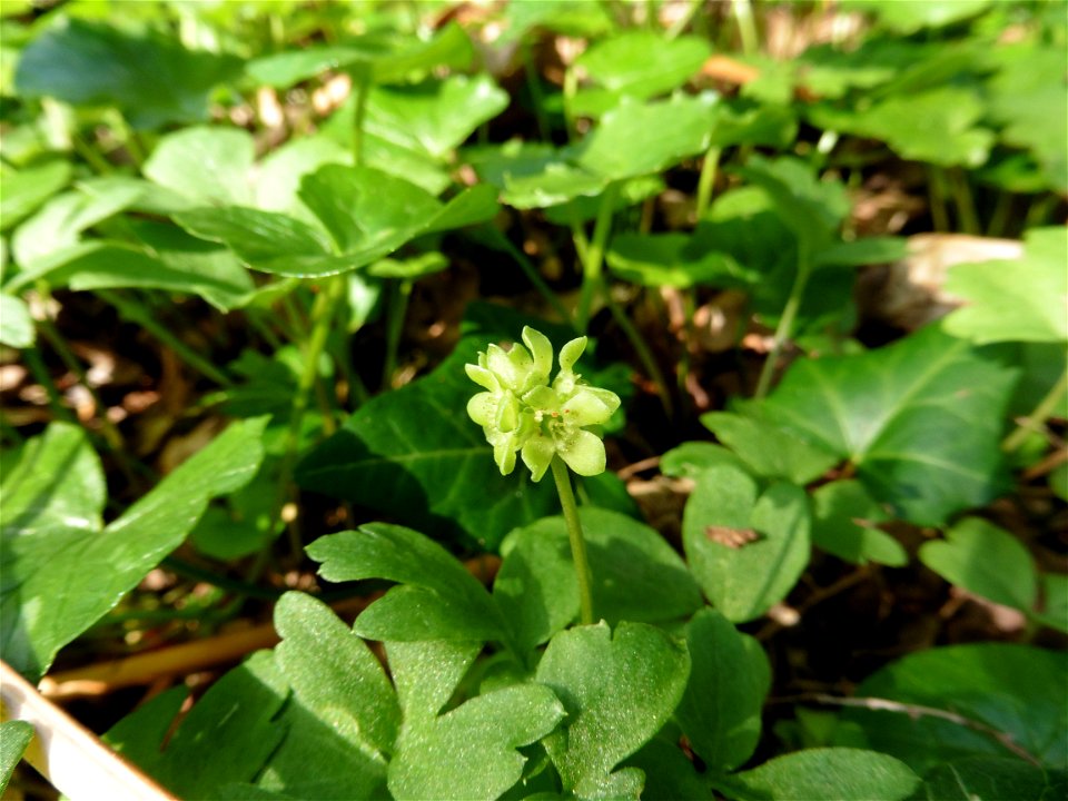 Adoxa moschatellina L., 1753