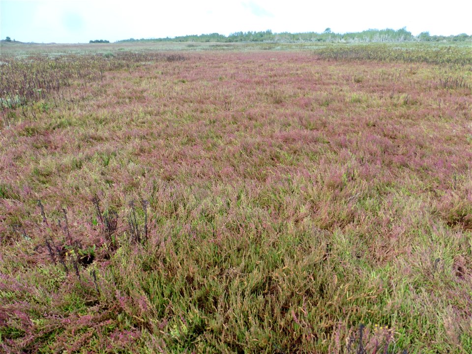 Salicornia ramosissima (Hook.f.) J.Woods ex E.S.Marshall, 1908