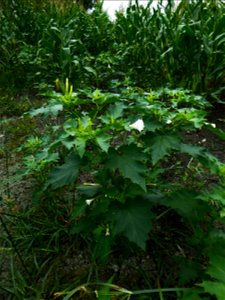 Datura stramonium L., 1753
