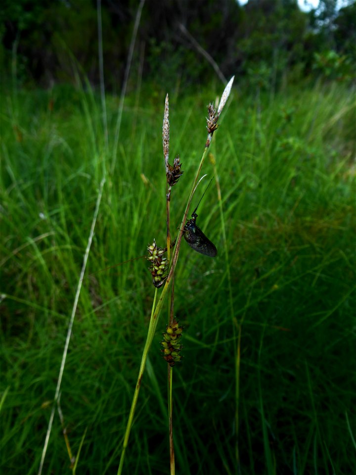 Carex hostiana DC., 1813