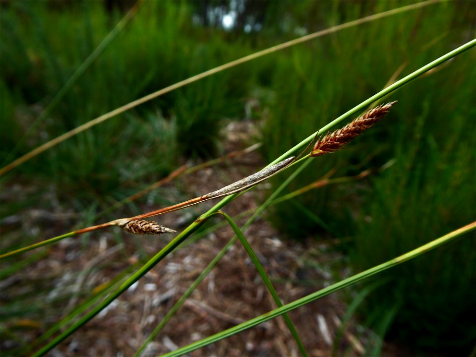 Carex binervis Sm., 1800