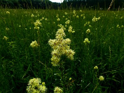 Filipendula ulmaria (L.) Maxim., 1879