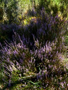 Calluna vulgaris (L.) Hull, 1808
