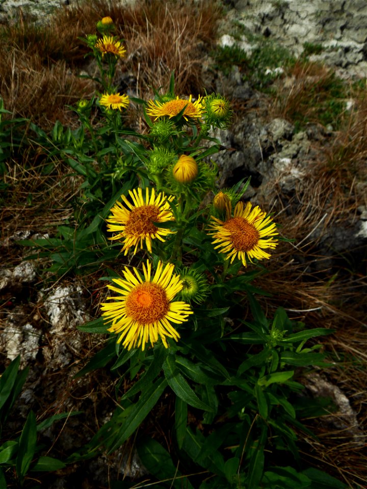 Inula britannica L., 1753