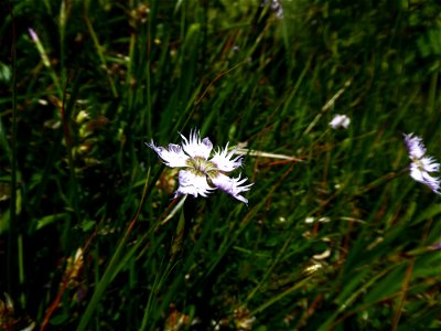 Dianthus hyssopifolius L., 1755