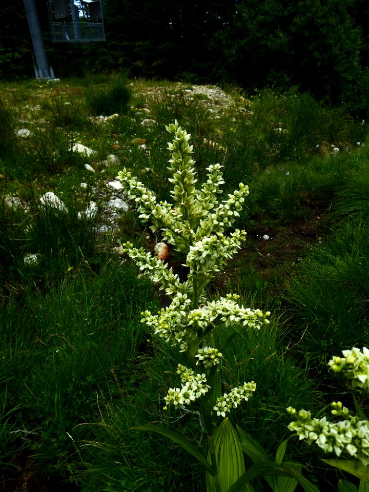 Veratrum album L., 1753