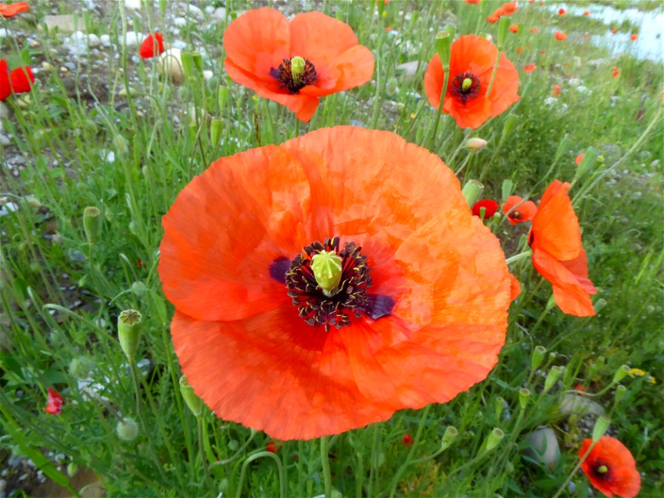 Papaver dubium L., 1753