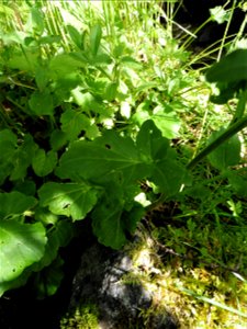 Cardamine raphanifolia Pourr., 1788