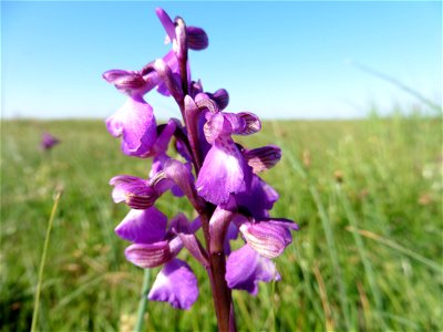 Anacamptis morio (L.) R.M.Bateman, Pridgeon & M.W.Chase, 1997