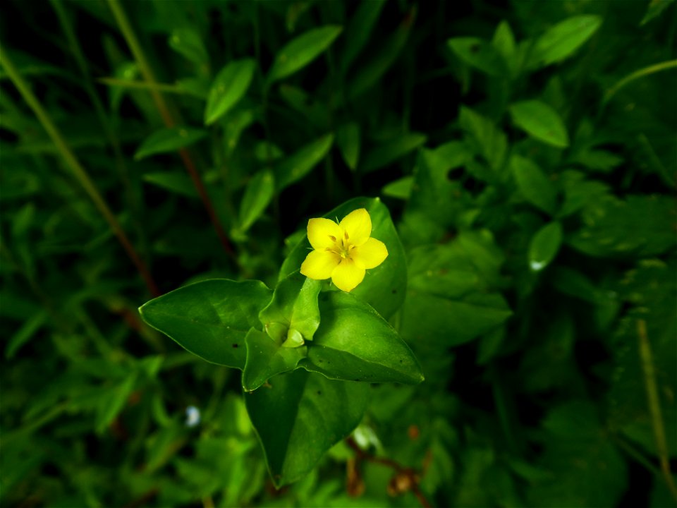 Lysimachia nemorum L., 1753